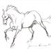 Fantasy Stallion Sketch