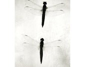 Insect art - Black and White photography - Underwater words 1 - Fine art photography print - Fauna - 6,7 x 10