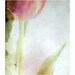 Flower art - Flower photography - Romantic - Tulip Melancholy - Fine art photography print - Floral - 7x8