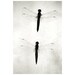 Insect art - Black and White photography - Underwater words 1 - Fine art photography print - Fauna - 6,7 x 10