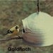 Pottery Bird Feeder in Warm Brown and Brown for feeding sunflower seeds to your favorite birds