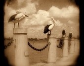 Pelicans Photo 4x4 TtV Sepia Bird Photograph - Vintage Style Rustic Avian Photography - Nature Print for Bird Lovers