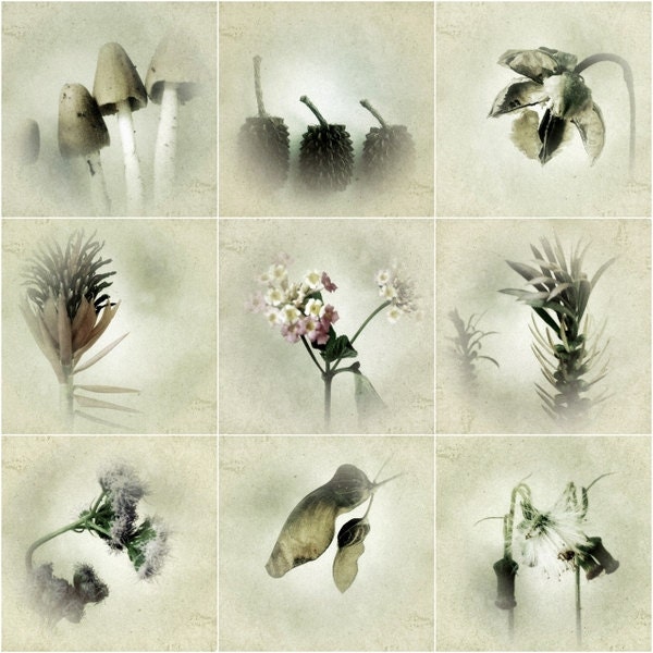 Botanical Art Prints Nature Photography 5x5 Woodland Floral Art Earthy Home Decor Flower Photos French Country Wall Decor. For the Home