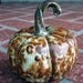 Sweet Little Gourd/Pumpkin