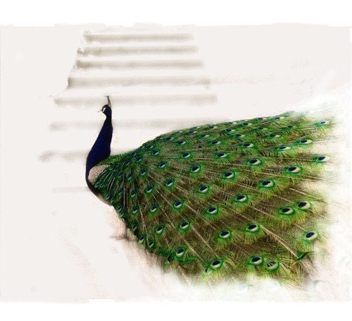 Peacock  - Stairway To Heaven - Not Really But Close Enough..... 6.6 x 6  on 8.5x 11 Print - PeyLu