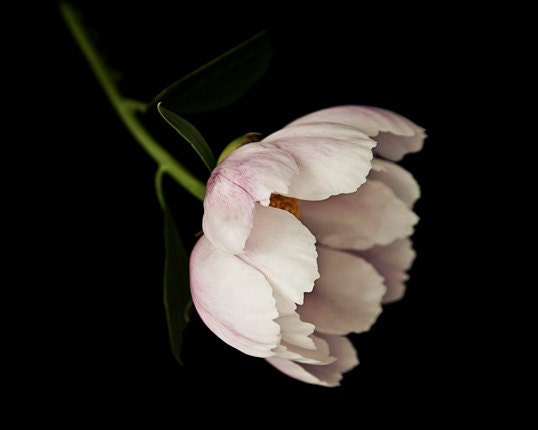Peony photo, peony on black, modern flower photography, white pink peony, Jane - 8x10 photograph