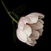 Peony photo, peony on black, modern flower photography, white pink peony, Jane - 8x10 photograph