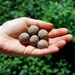 West Coast Wildflower Seed Bombs - Bird Bee and Butterfly Friendly DIY Guerilla Gardening Seeds Seed Balls