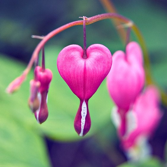 My Hearts Bleed For You - 8x8 Fine Art Photography Print