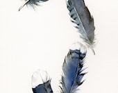 watercolor feathers, feather art -Blue Jay Feathers - Archival print, minimalist, blue, bird feathers, natural home decor