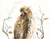 Red Tailed Hawk - 11  x 17 Archival print