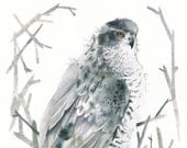 Northern Goshawk Archival Limited Edition Print