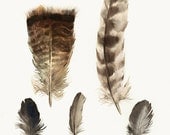 feathers painting, watercolor, art, wall, decor, earth tones, "Found Feathers no. 2 " Large Archival Print