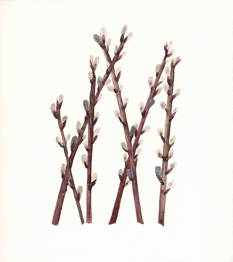 Pussy Willows Print of Watercolor painting, botanical, spring, plants