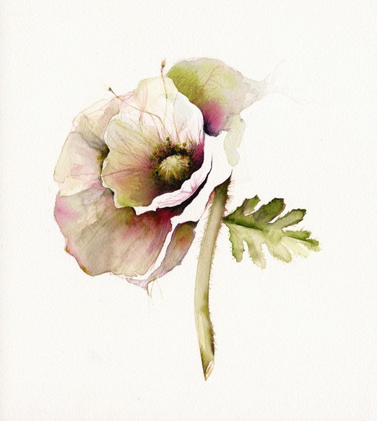 poppy art, floral, french country, nature, cream, minimalist, flower, cottage decor-Poppy Art- Archival print of watercolor- bontanical art