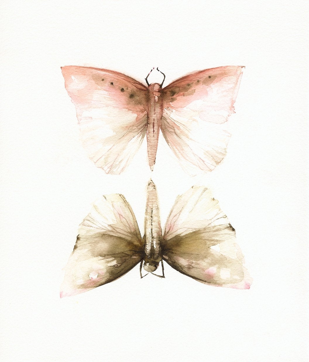 Pink and Mocha Moths-Print of watercolor