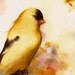 A Short Rest - Bird Art