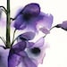 Delphinium - botanical print, watercolor botanical, watercolor flowers, cottage chic