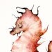 Coral Seahorse- seahorse print- nautical decor