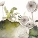 Maidenhair and Mushrooms Archival Print