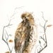 Red Tailed Hawk - 11 x 17 Archival print