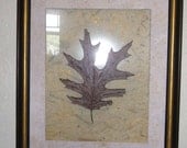 Conjoined Oak Leaf framed display