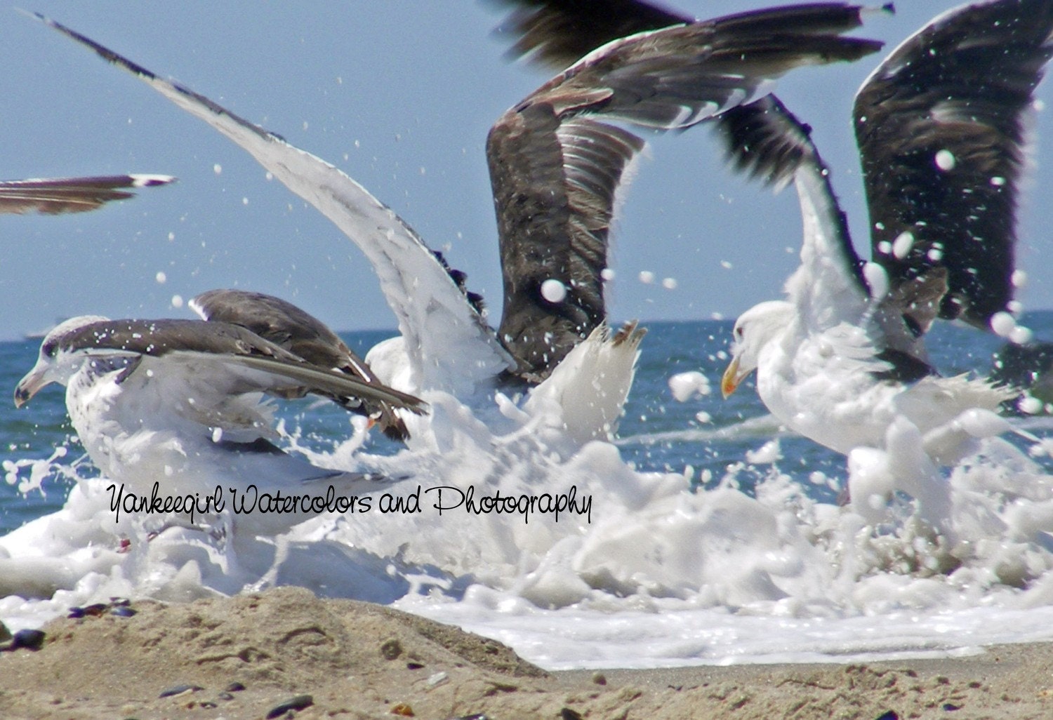 Seagulls "Splash"-Matted and Ready to Frame-Original Photography of Seagulls on the beach