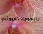 Twins lll-Matted and Ready to Frame-Original Photography Print of Orchids