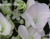 Evolving Hydrangea-Matted and Ready to Frame-Photography Print