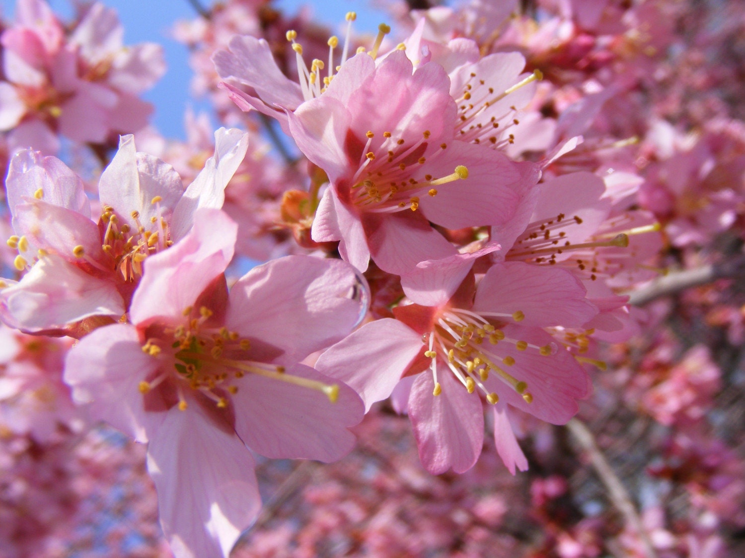 Spring-Photography Print of Cherry Blossoms-Matted and Ready to Frame