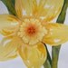 Daffodil-Small Original Watercolor painting