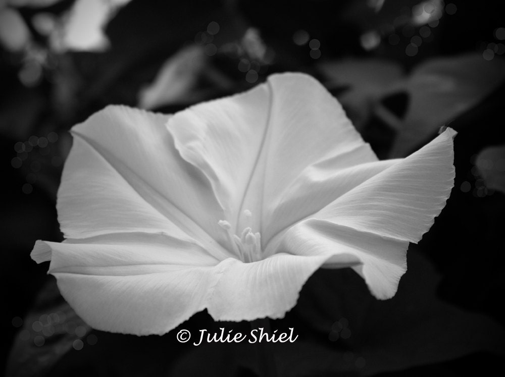 Midnight in the Garden, 8x10 Art Photography, Moonflower blossom in black and white, Mysterious romantic moon flower Home Bedroom Decor