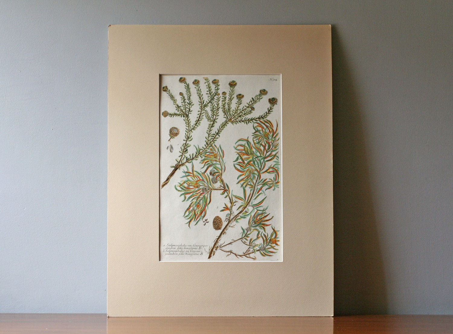 antique hand colored etching Flora Danica 3