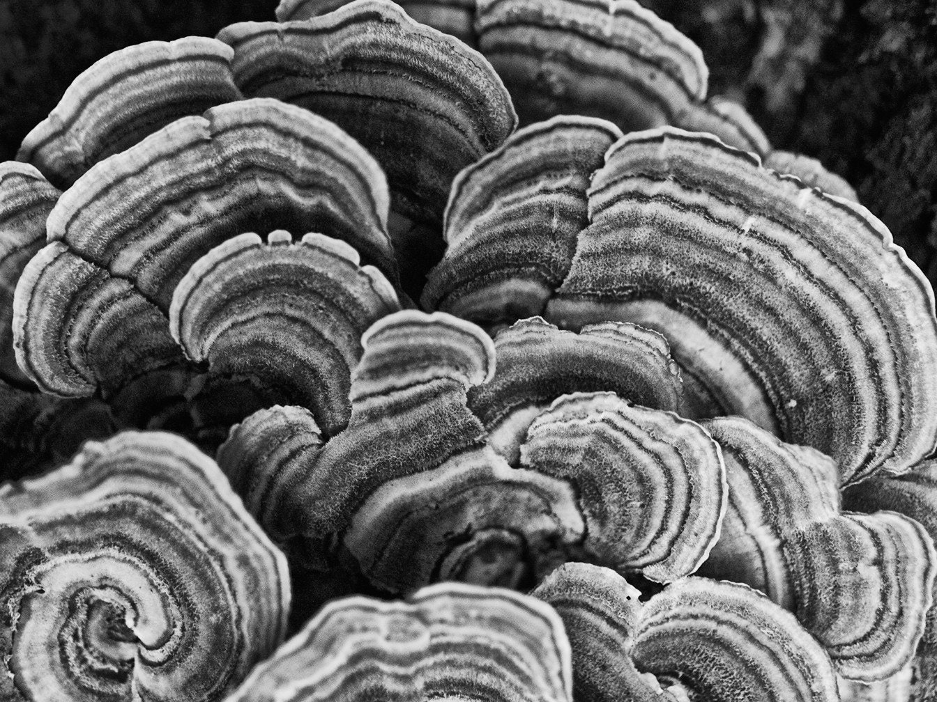 Tree Fungus - Abstraction from Nature 12 x 16 inch black and white photograph
