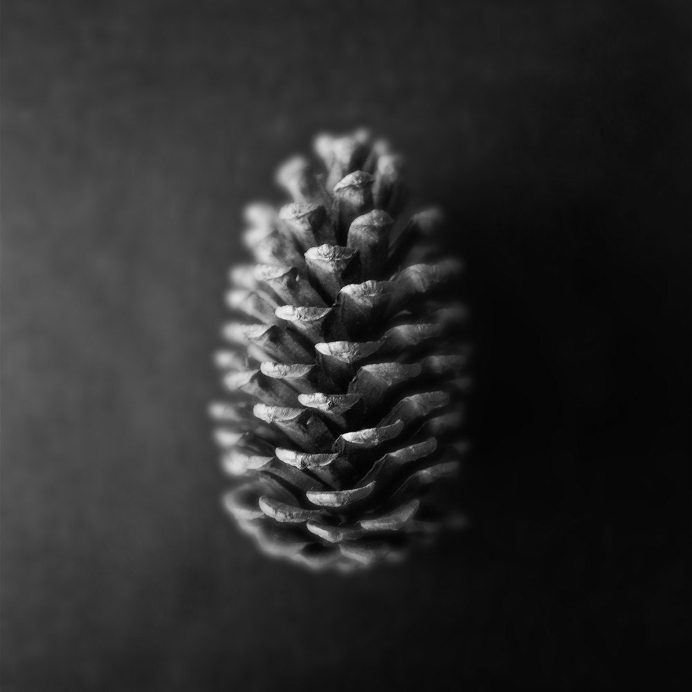 Pine Cone 18 x 18 inch black and white photograph