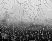 Dew Drops on a Spider Web 8 x 12 inch black and white photograph