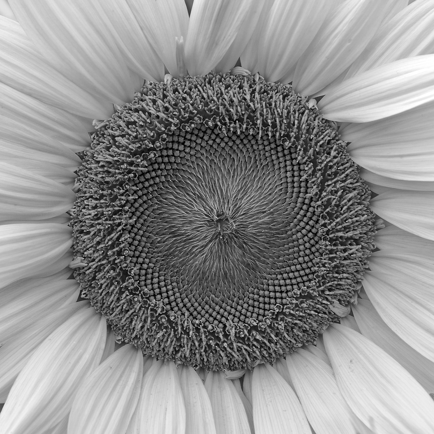 Sunflower Heart - 10x10 inch black and white photograph