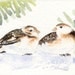 Handpainted watercolour ACEO of a Snow Bunting pair amongst pines