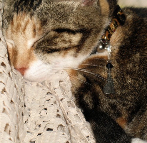 For My  Friend - Crystal And Silver Cat Companion Collar Charm -- Joeys Feline Friends
