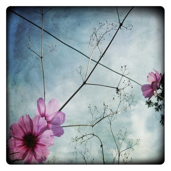 fleur violette