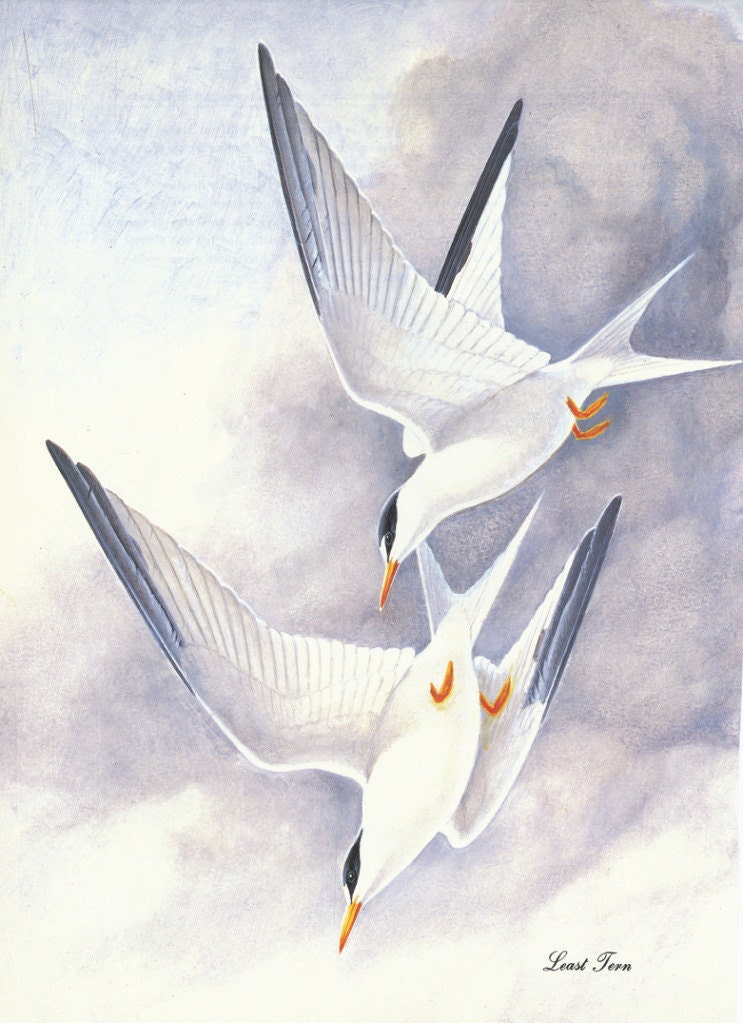 Vintage Bird Print - Least Tern - Menaboni Book Plate