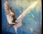 Owl Flutter, 8x8 Original, Signed, Fine Art Photograph