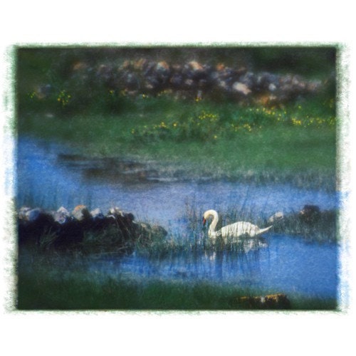Irish Swan, Original, SIgned FIne Art Print matted to 8x10