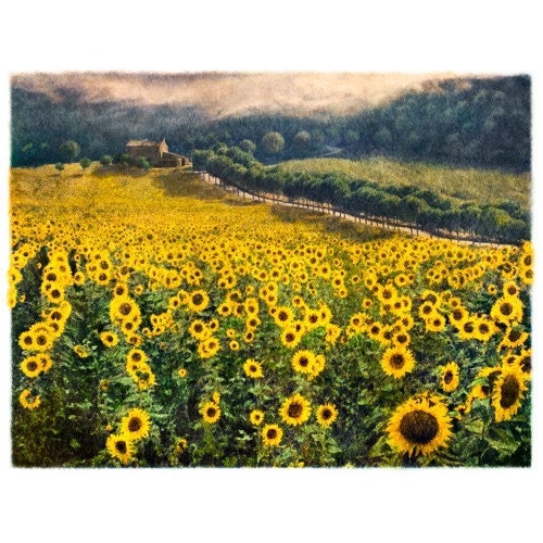 Sunflowers No. 2, Original, Signed, Fine Art Photograph matted to 11x14