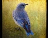LOVELY BLUEBIRD, 5x5 Original, Signed Fine Art Photograph