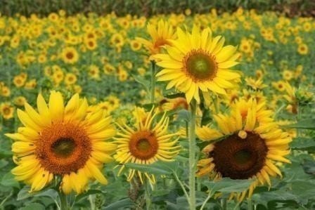 Grow a Sunflower Garden with Heirloom Mammoth Sunflower Seeds