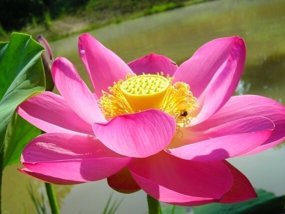 Living Like Lotus Flower