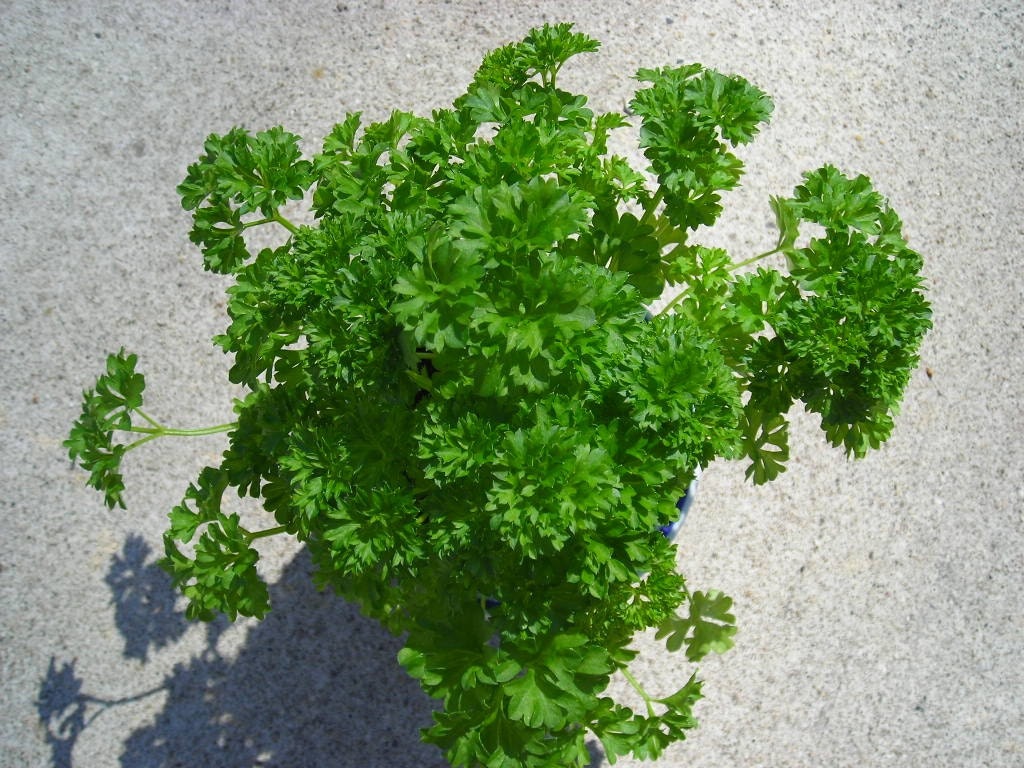 Items similar to Organic Herb Seeds Curly Leaf Parsley Grow a Herb