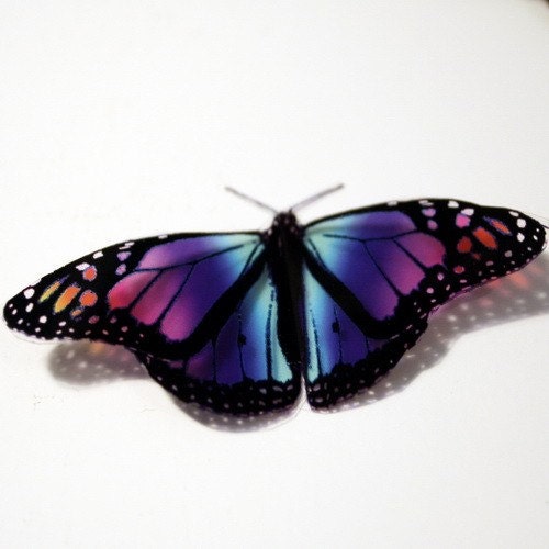 B007 x 12 3D Butterflies for use in Weddings, Decorations and Crafting