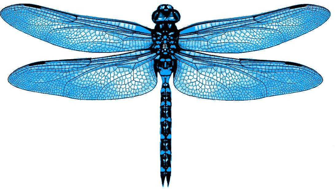 Image Result For Dragonfly Garden Wall